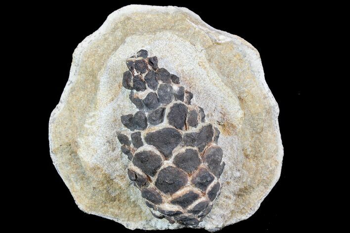 D, Oligocene Aged Fossil Pine Cone - Germany #77941